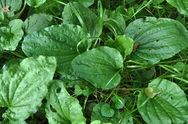 I naturen växer groblad — Stockfoto