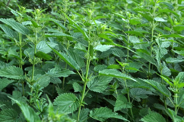 Ortigas sobrecrecidas Urtica dioica — Foto de Stock