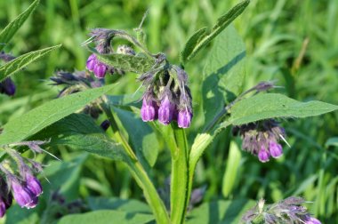 Çayırda, comfrey (Symphytum officinale) çiçek açıyor