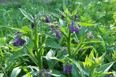 In the meadow, the comfrey (Symphytum officinale) is blooming clipart