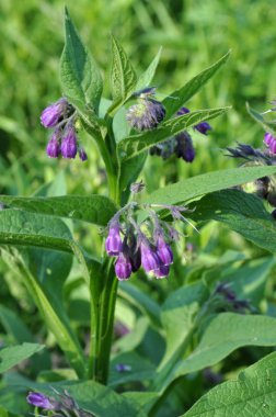 Çayırda, comfrey (Symphytum officinale) çiçek açıyor