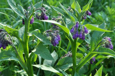 Çayırda, comfrey (Symphytum officinale) çiçek açıyor
