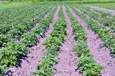 Genç patatesler tarlada yetişiyor