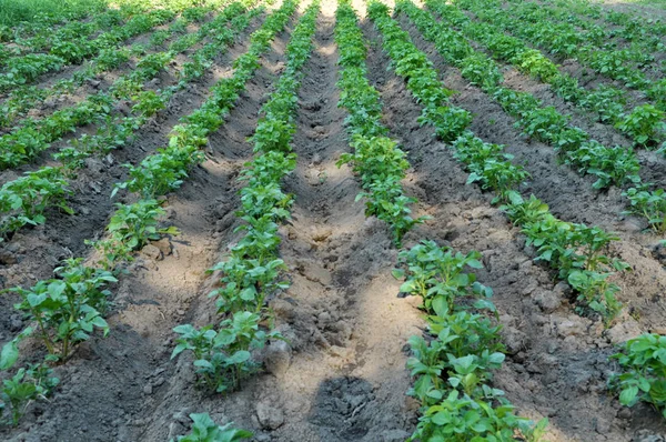 Les jeunes pommes de terre poussent dans le champ agricole — Photo