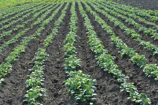 Les jeunes pommes de terre poussent dans le champ agricole — Photo