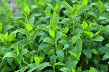 İlkbaharda çimyeşil kapı otu (Polygonum aviculare)