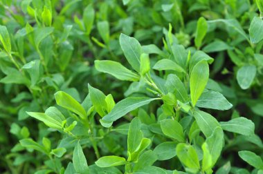İlkbaharda çimyeşil kapı otu (Polygonum aviculare)