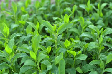 İlkbaharda çimyeşil kapı otu (Polygonum aviculare)