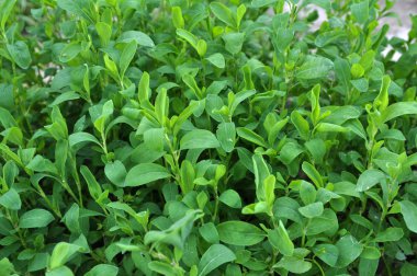 İlkbaharda çimyeşil kapı otu (Polygonum aviculare)