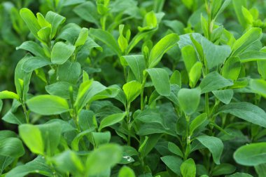 İlkbaharda çimyeşil kapı otu (Polygonum aviculare)
