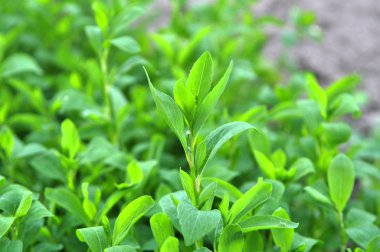 İlkbaharda çimyeşil kapı otu (Polygonum aviculare)