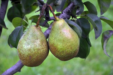 Armut ağacı dalı üzerinde olgunlaşır.