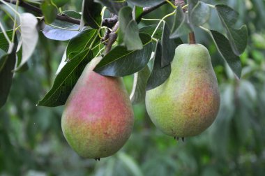 Armut ağacı dalı üzerinde olgunlaşır.