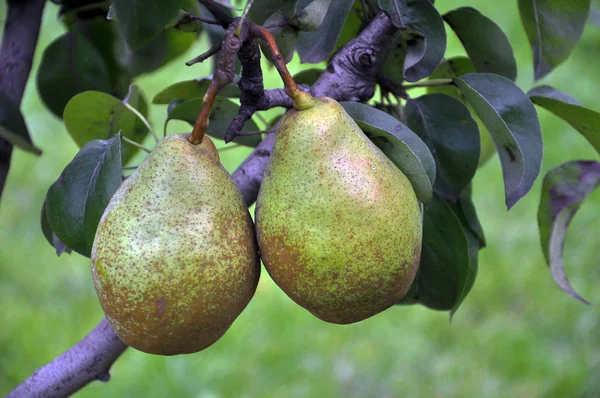 Armut ağacı dalı üzerinde olgunlaşır.