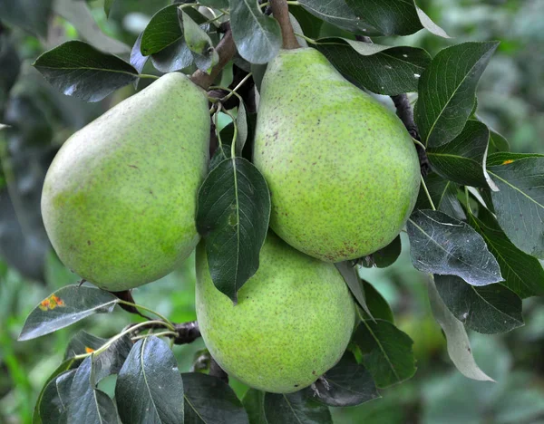 Armut ağacı dalı üzerinde olgunlaşır.