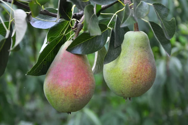 Armut ağacı dalı üzerinde olgunlaşır.