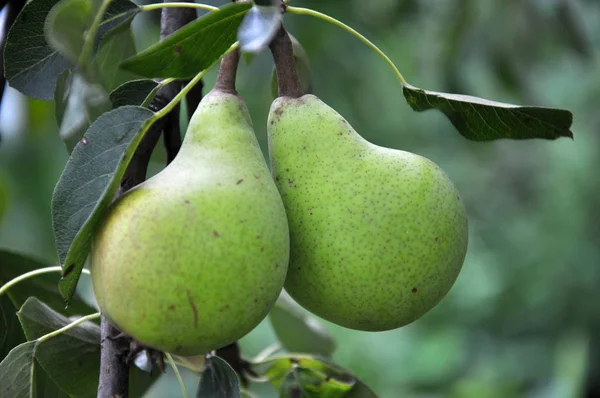 Una pera madura en una rama de árbol —  Fotos de Stock