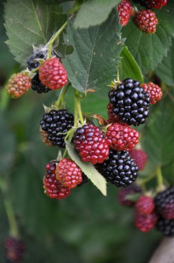 Şube üzerinde çilek Rubus fruticosus olgunlaştırmak