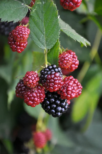 En la rama maduran las bayas Rubus fruticosus —  Fotos de Stock