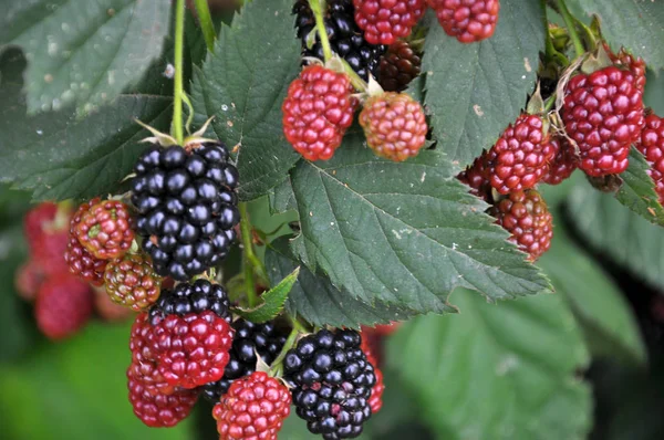 Op de tak rijpen de bessen Rubus fruticosus — Stockfoto