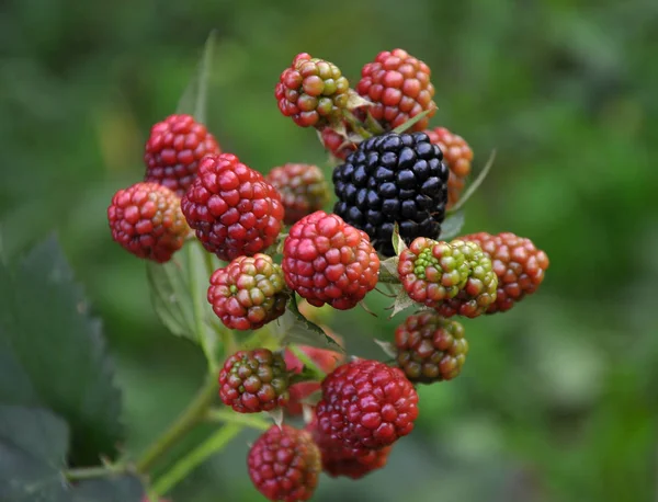 On the branch ripen the berries Rubus fruticosus — Stock Photo, Image
