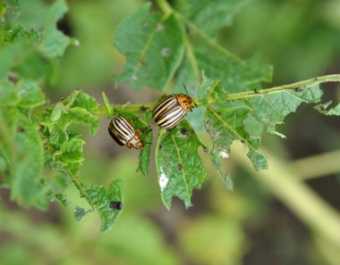 Colorado patates böceği yetişkin böcekler