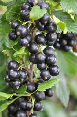 Çalımeyveleri üzerinde olgun frenk üzümü vardır 