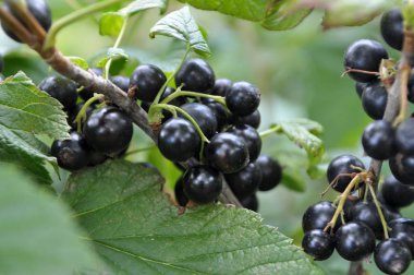 Çalımeyveleri üzerinde olgun frenk üzümü vardır 