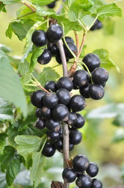Çalımeyveleri üzerinde olgun frenk üzümü vardır 