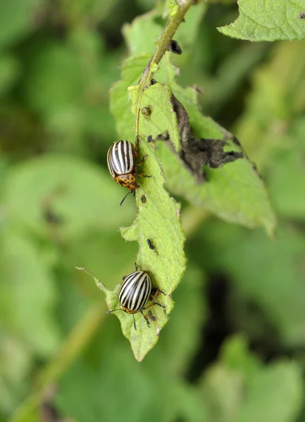 Insectes adultes du doryphore de la pomme de terre — Photo