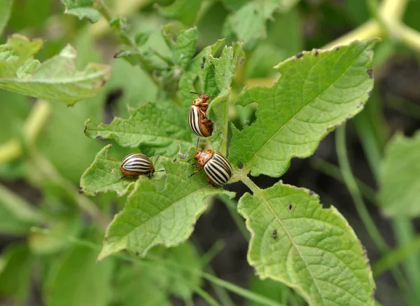 Insetos adultos de Colorado beetleo de batata — Fotografia de Stock