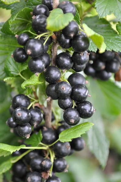 Çalımeyveleri üzerinde olgun frenk üzümü vardır 