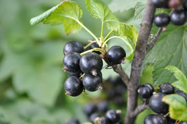 Çalımeyveleri üzerinde olgun frenk üzümü vardır 