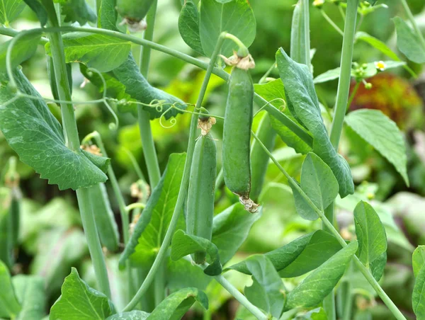 エンドウ豆は緑の茂みで熟す — ストック写真