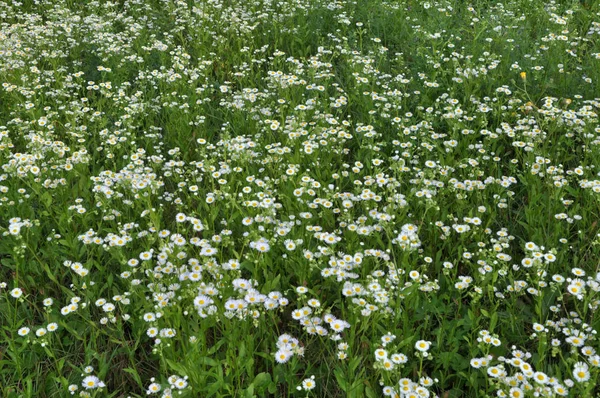En el prado, florece en el salvaje Erigeron annuus —  Fotos de Stock