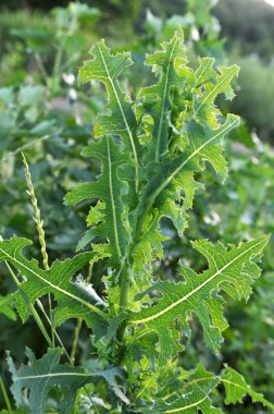 Bu doğada Lactuca serriola yetişir