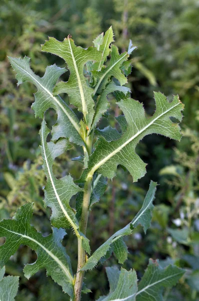 Es wächst in der Natur lactuca serriola — Stockfoto