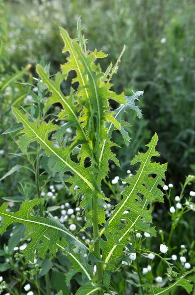 It grows in nature Lactuca serriola — Stock Photo, Image