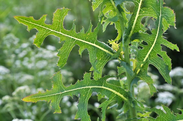 Es wächst in der Natur lactuca serriola — Stockfoto
