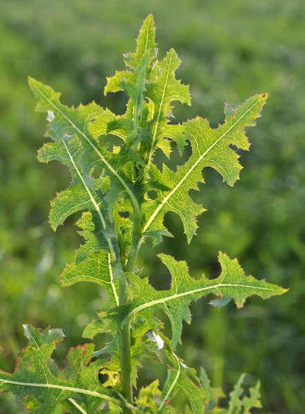 Bu doğada Lactuca serriola yetişir