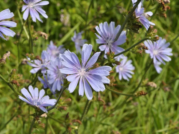 Virág a cikória (Cichorium intybus) — Stock Fotó