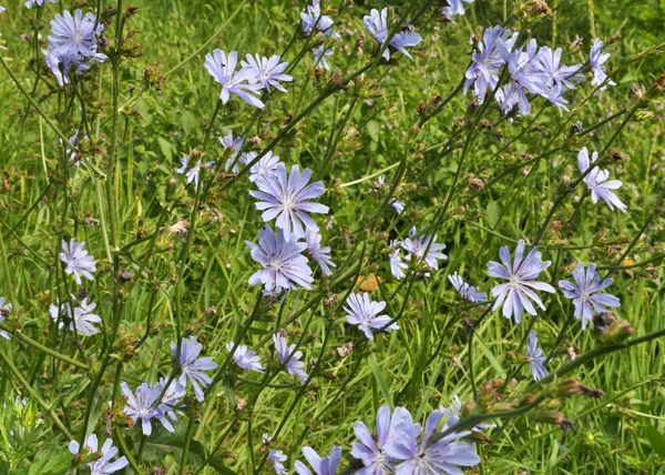 Achicoria de flor (Cichorium intybus ) —  Fotos de Stock