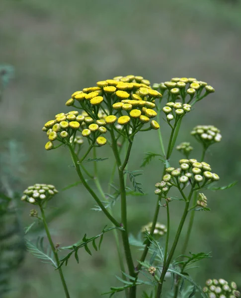 Vahşi doğada tansy sıradan çiçekleri — Stok fotoğraf