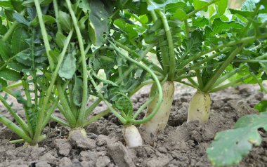 Daikon turp organik açık alanda yetişir