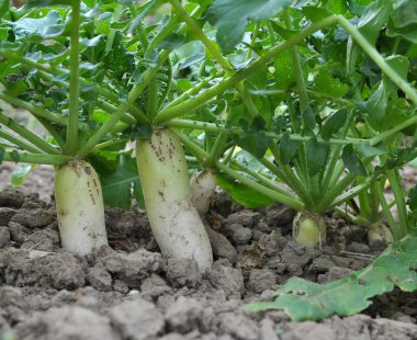 Daikon turp organik açık alanda yetişir