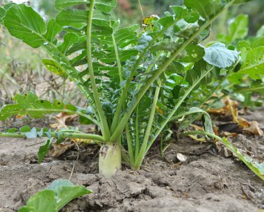 Daikon turp organik açık alanda yetişir