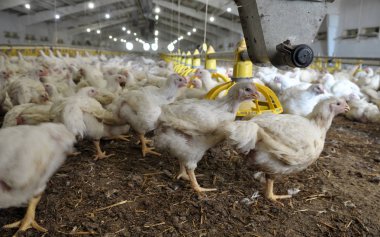 Büyüyen broiler tavuk çiftliği