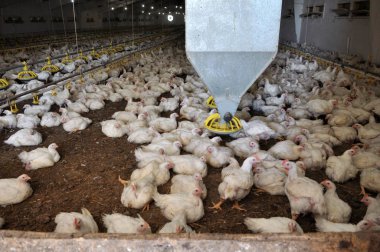 Büyüyen broiler tavuk çiftliği