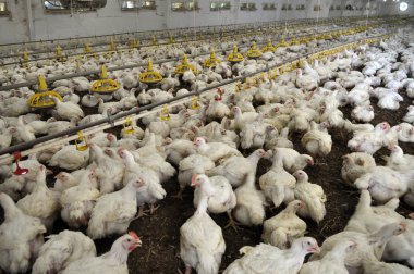 Büyüyen broiler tavuk çiftliği
