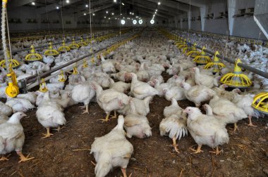 Büyüyen broiler tavuk çiftliği